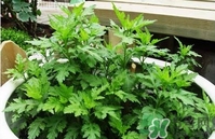 菊花腦是什么？菊花腦是野菊花嗎