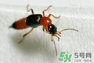 被隱翅蟲咬了后怎么辦？隱翅蟲如何預(yù)防和治療咬傷？