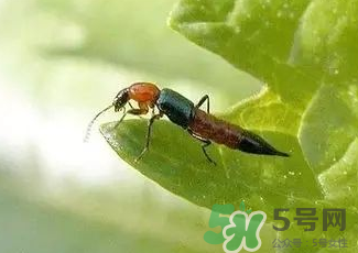 被隱翅蟲咬了后怎么辦？隱翅蟲如何預(yù)防和治療咬傷？