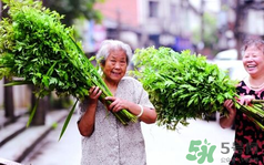端午節(jié)前后出沒的毒蟲有哪些？端午節(jié)前后如何預防毒蟲？