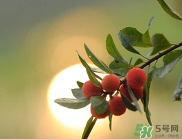 楊梅可以帶上飛機(jī)嗎？飛機(jī)能帶楊梅嗎？