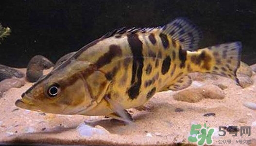 鱖魚怎么養(yǎng)？鱖魚養(yǎng)殖技術(shù)