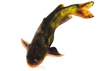 黃顙魚有毒嗎？黃顙魚的營養(yǎng)價值