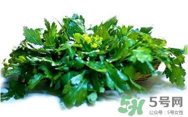 菊花腦是什么？菊花腦是野菊花嗎