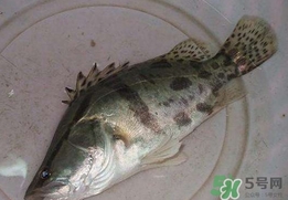 鱖魚怎么讀？鱖魚是什么魚