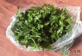 菊花腦怎么種？菊花腦怎么摘