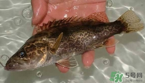 鱖魚怎么養(yǎng)？鱖魚養(yǎng)殖技術(shù)