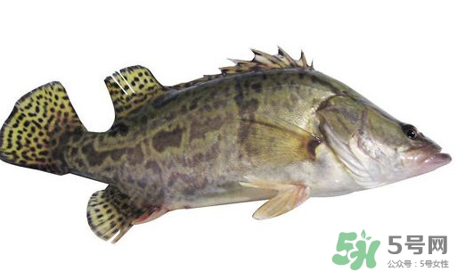鱖魚怎么讀？鱖魚是什么魚