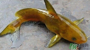 黃顙魚有毒嗎？黃顙魚的營養(yǎng)價值