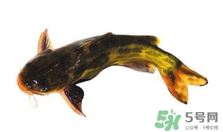 黃顙魚有毒嗎？黃顙魚的營養(yǎng)價值