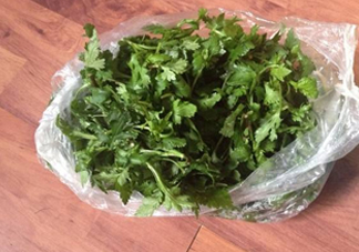 菊花腦怎么種？菊花腦怎么摘