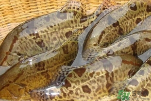 鱖魚是桂魚嗎？鱖魚和桂魚的區(qū)別