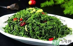 菊花腦怎么種？菊花腦怎么摘
