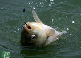小滿怎么釣魚？小滿釣魚技巧