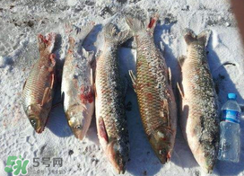 小滿怎么釣魚？小滿釣魚技巧