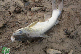 小滿怎么釣魚？小滿釣魚技巧