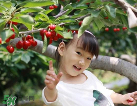 5月份還有櫻桃摘嗎？5月份哪里可以摘櫻桃？