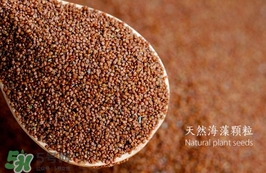 海藻面膜要泡多久最好？海藻面膜要泡多長時間？
