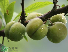 吃李子牙齒酸怎么辦？為什么吃多了李子牙會酸？
