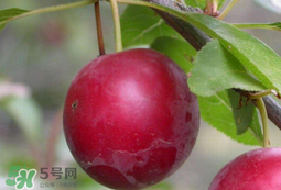 李子和蜂蜜能一起吃嗎？吃了李子可以喝蜂蜜嗎？