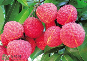 荔枝和蝦能一起吃嗎？荔枝與蝦同食會中毒嗎？