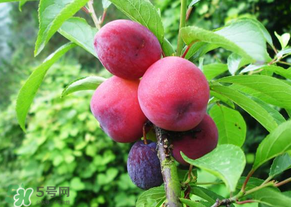 五月份有李子嗎？五月份的李子能吃嗎？