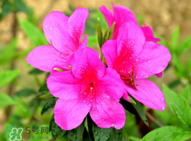 五月還有杜鵑花嗎？杜鵑花什么時(shí)候開？