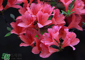 五月還有杜鵑花嗎？杜鵑花什么時(shí)候開？