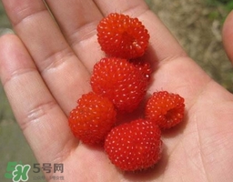 山莓可以泡酒嗎？山莓能不能泡酒