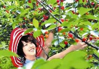 5月份還有櫻桃摘嗎？5月份哪里可以摘櫻桃？