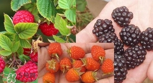 盆栽樹莓怎么養(yǎng)？盆栽樹莓的種植方法