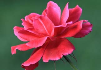 五月還有杜鵑花嗎？杜鵑花什么時候開？