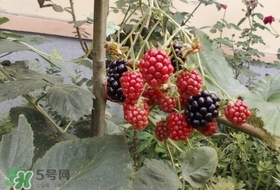 盆栽樹莓怎么養(yǎng)？盆栽樹莓的種植方法