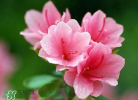 五月還有杜鵑花嗎？杜鵑花什么時(shí)候開？