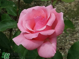 小滿開什么花？小滿節(jié)氣開的植物