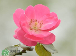 小滿開什么花？小滿節(jié)氣開的植物
