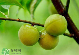 青梅果有什么好處？青梅果的功效與作用