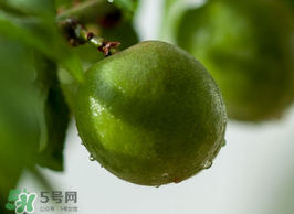 青梅果有什么好處？青梅果的功效與作用
