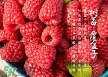 刺泡的熱量 刺泡可以減肥嗎？
