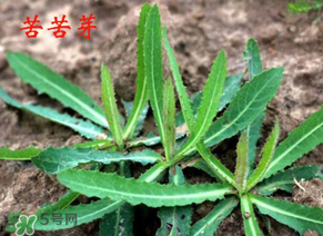 苦苦菜怎么腌制？怎樣腌制苦苦菜？