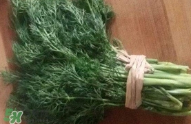 茴香菜是什么菜？茴香菜是香菜嗎