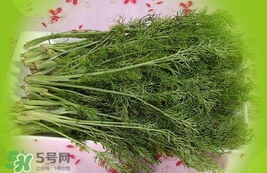 茴香菜是酸性還是堿性？什么人不能吃茴香菜