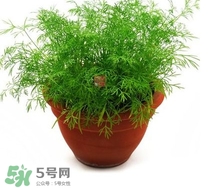 茴香菜什么時候種？茴香菜什么季節(jié)吃