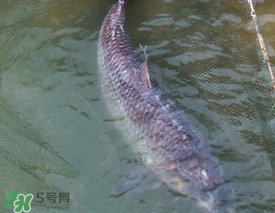 端午節(jié)好釣魚嗎?？端午節(jié)可以釣魚嗎？