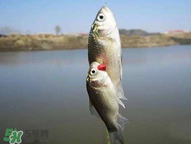 端午節(jié)好釣魚嗎?？端午節(jié)可以釣魚嗎？