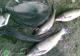 端午節(jié)好釣魚嗎?？端午節(jié)可以釣魚嗎？