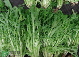 苦菜和羊肉能一起吃嗎？苦菜能和羊肉一起吃嗎？