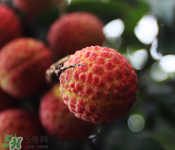 荔枝一天吃多少合適？荔枝一天最多吃幾個？
