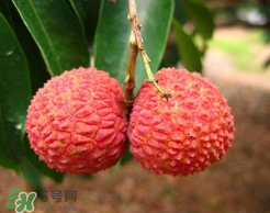 荔枝一天吃多少合適？荔枝一天最多吃幾個？