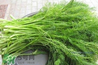 茴香菜什么時候種？茴香菜什么季節(jié)吃